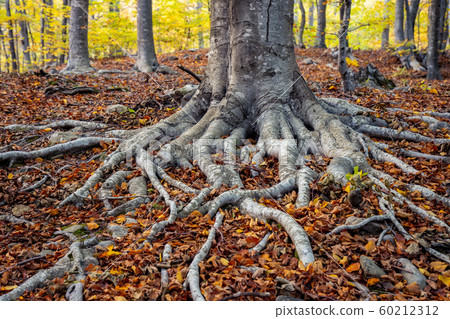Nice beech forest in autumn in Spain, mountain 60212312