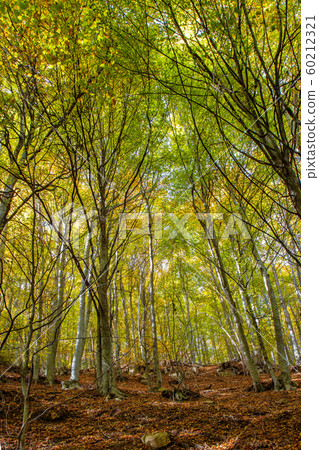 Nice beech forest in autumn in Spain, mountain 60212321