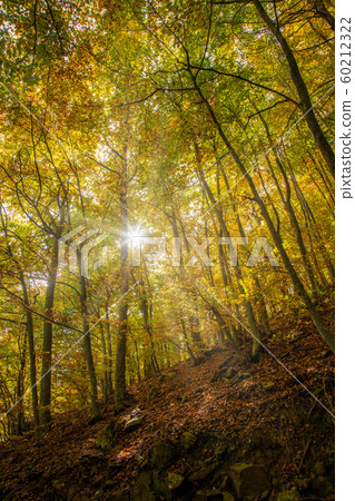 Nice beech forest in autumn in Spain, mountain 60212322