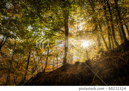 Nice beech forest in autumn in Spain, mountain 60212324