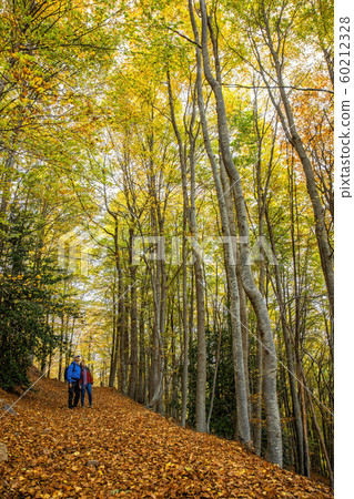 Nice beech forest in autumn in Spain, mountain 60212328