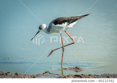 Immature black-winged stilt walking in shallow 60212582