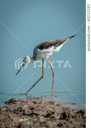 Immature black-winged stilt walking in shallow 60212583