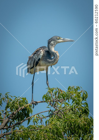 Immature black-headed heron perches on top branch 60212590