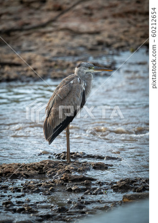 Grey heron stands on shingle by river 60212654
