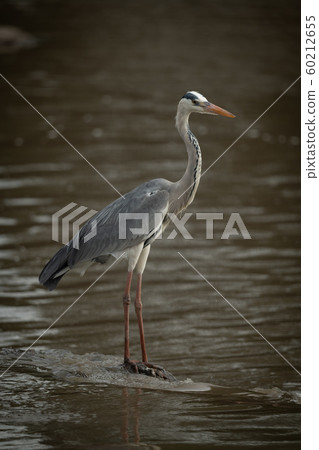 Grey heron stands on rock in river 60212655