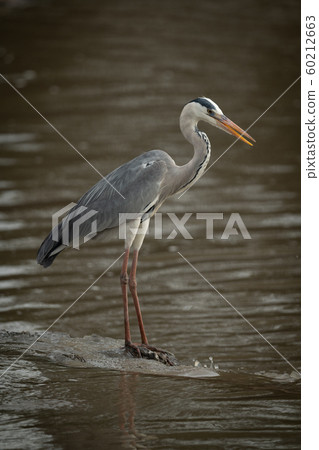Grey heron on rock fishing in river 60212663
