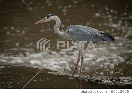 Grey heron crouches on waterfall in profile 60212666