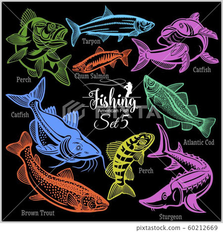American Fish - vector set 5 for creative design, t-shirt, badge and logo. Isolated on black. 60212669
