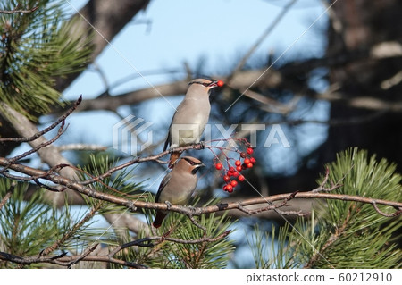 Satozuka renjak 60212910