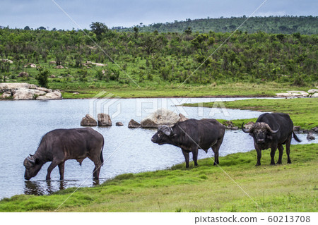 African buffalo in Kruger National park, South 60213708