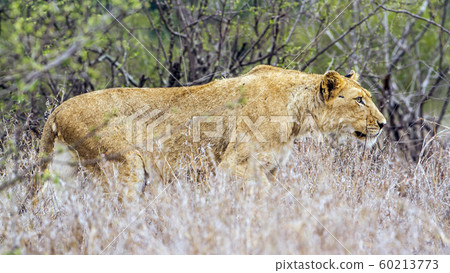 African lion in Kruger National park, South Africa 60213773