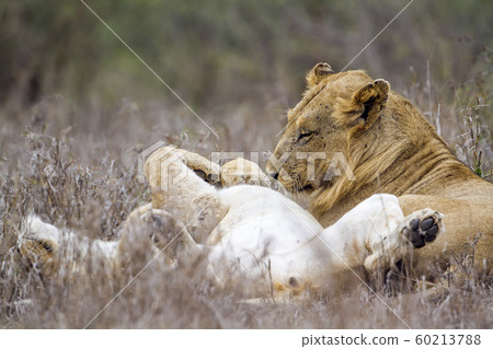 African lion in Kruger National park, South Africa 60213788
