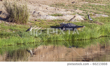 Nile crocodile in Kruger National park, South 60213808