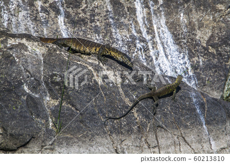 Nile monitor in Kruger National park, South Africa 60213810