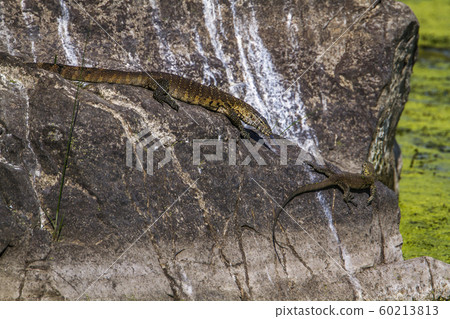 Nile monitor in Kruger National park, South Africa 60213813