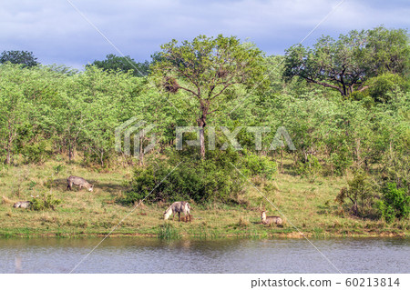 Waterbuck in Kruger National park, South Africa 60213814