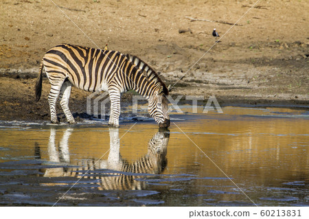 Plains zebra in Kruger National park, South Africa 60213831
