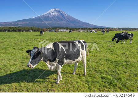 Asagiri plateau Cow Fuji mountain Asagiri plateau Cow Fuji mountain 60214549