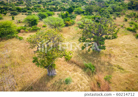 Aerial view of Baobab tree. Senegal. West Africa. Aerial view of Baobab tree. Senegal. West Africa. 60214712