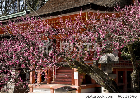 北野天滿宮的梅花 北野天滿宮的梅花 60215560