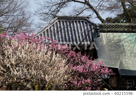 北野天滿宮的梅花 北野天滿宮的梅花 60215596
