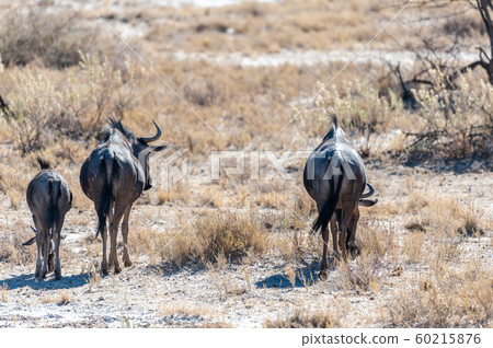 Wildebeest grazing in Etosha Wildebeest grazing in Etosha 60215876