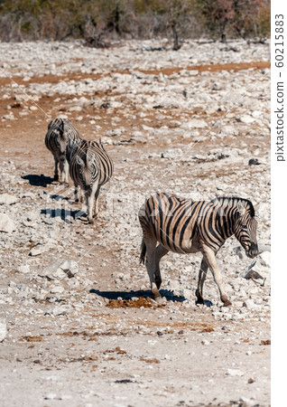 Zebras in Etosha National Park. Zebras in Etosha National Park. 60215883