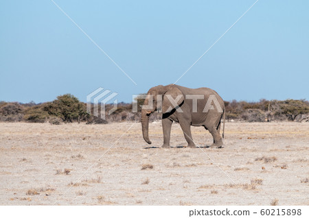 A Solitary Male Elephant Walking across the Plains of Etosha National Park A Solitary Male Elephant Walking across the Plains of Etosha National Park 60215898