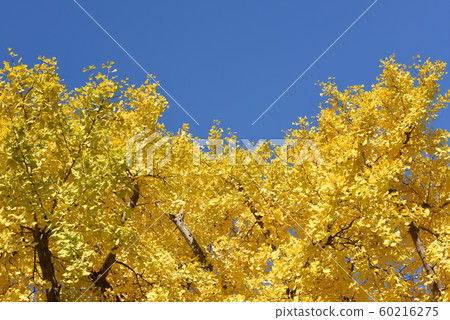 Ginkgo biloba 60216275