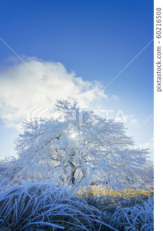 Nagano _ Takabotchi Plateau _ Rime Nagano _ Takabotchi Plateau _ Rime 60216508