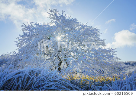 Nagano _ Takabotchi Plateau _ Rime Nagano _ Takabotchi Plateau _ Rime 60216509