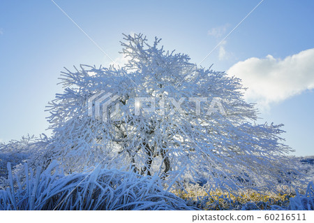 長野_高柏地高原_霜 60216511