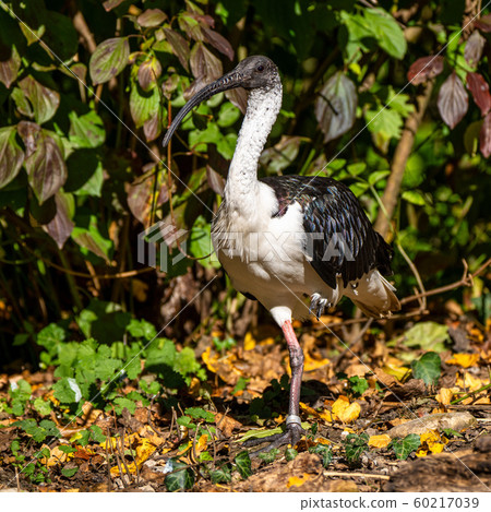 Straw-necked Ibis, Threskiornis spinicollis in the Straw-necked Ibis, Threskiornis spinicollis in the 60217039