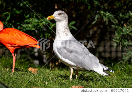 The European Herring Gull, Larus argentatus is a 60217041