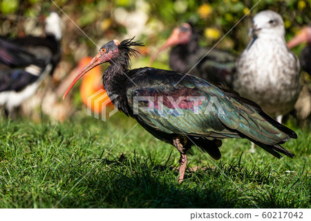 Northern Bald ibis, Geronticus eremita in the zoo 60217042