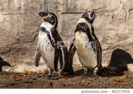 Humboldt Penguin, Spheniscus humboldti in the zoo 60217050