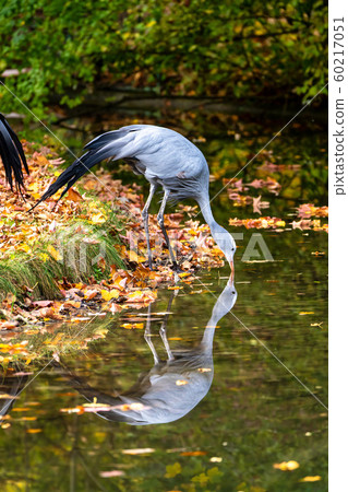 The Blue Crane, Grus paradisea, is an endangered 60217051