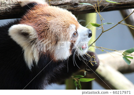 Lesser panda Lesser panda 60217971