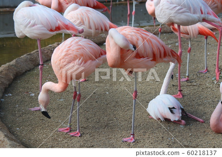 火烈鳥 60218137