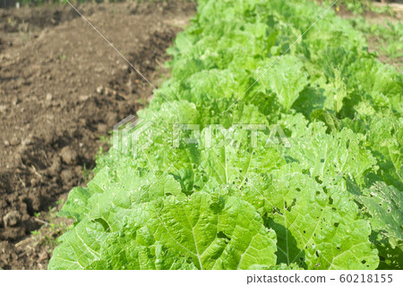 Chinese cabbage, insect eater 60218155