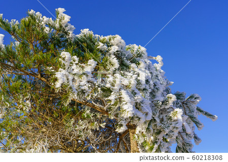 Image of rime trees Image of rime trees 60218308