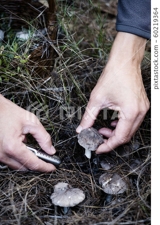 man picking a grey knight mushroom man picking a grey knight mushroom 60219364