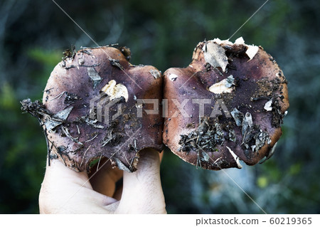 man with two yellow knight mushrooms. man with two yellow knight mushrooms. 60219365