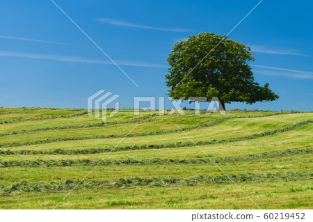 Lone oak tree grown on top of a hill covered with freshly cut grass 60219452