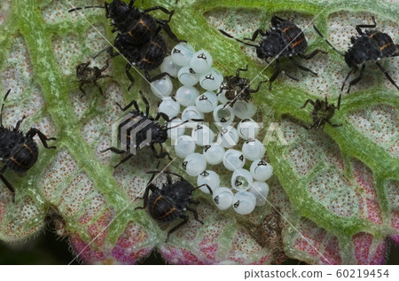 Some eggs and young insects of the Brown marmorated stink bug (Halyomorpha halys) on th lower side of a green leaf (Ita: cimice asiatica; Deu: Marmorierte Baumwanze; Fra: Punaise diabolique: Spa: Bern Some eggs and young insects of the Brown marmorated stink bug (Halyomorpha halys) on th lower side of a green leaf (Ita: cimice asiatica; Deu: Marmorierte Baumwanze; Fra: Punaise diabolique: Spa: Bern 60219454