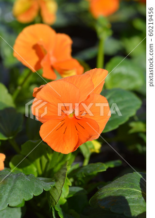 Orange Garden pansy Orange Garden pansy 60219456