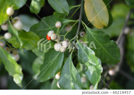 European spindle European spindle 60219457