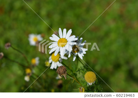 Wild chamomile Wild chamomile 60219463