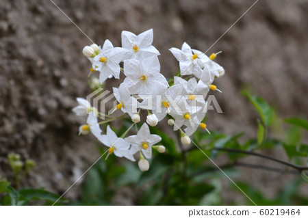 Potato vine Potato vine 60219464